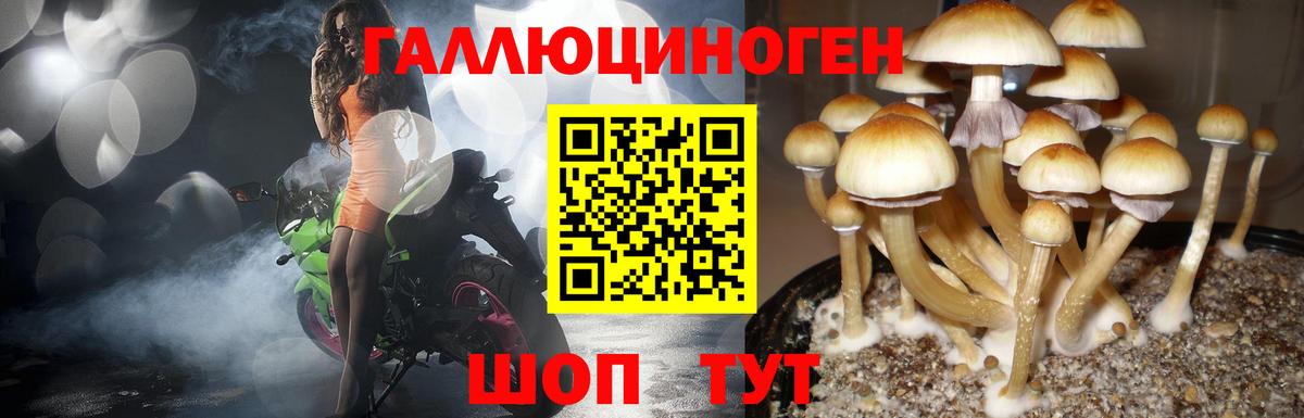 Псилоцибиновые грибы Psilocybe Орёл
